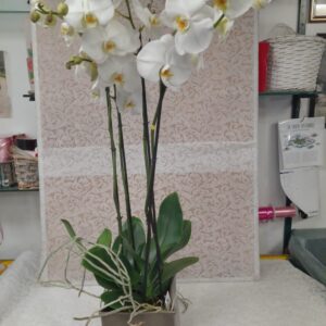 Orchidea magnum (Cod. 328)