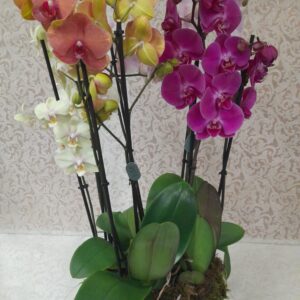 Quattro Orchidee multicolori (Cod. 329)