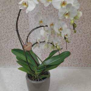 Orchidea ondulata (Cod. 330)