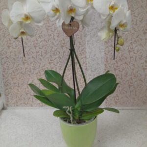 Orchidea croce a tre rami (Cod. 327)